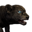 Panther Cub