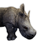 Rhino Calf