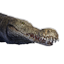 Greater Crocodile