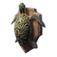 Turtle Trophy