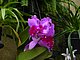 Longwood Gardens Pennsylvania 62.jpg