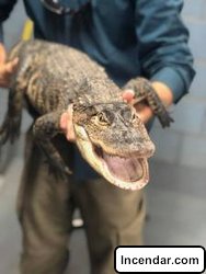 Florida Man Travels to Chicago to Capture Alligator