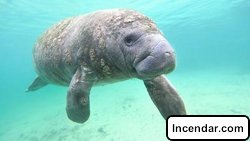 Manatee shocks Florida man when it comes ashore to munch on grass