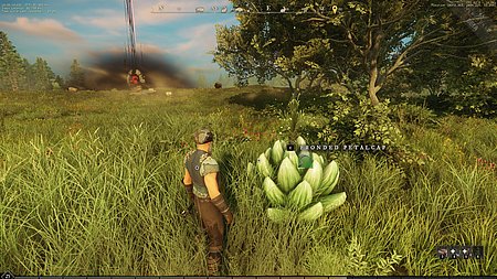  gathering harvesting frondedpetalcap identification image for Amazon New World